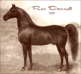 Rex Donnell